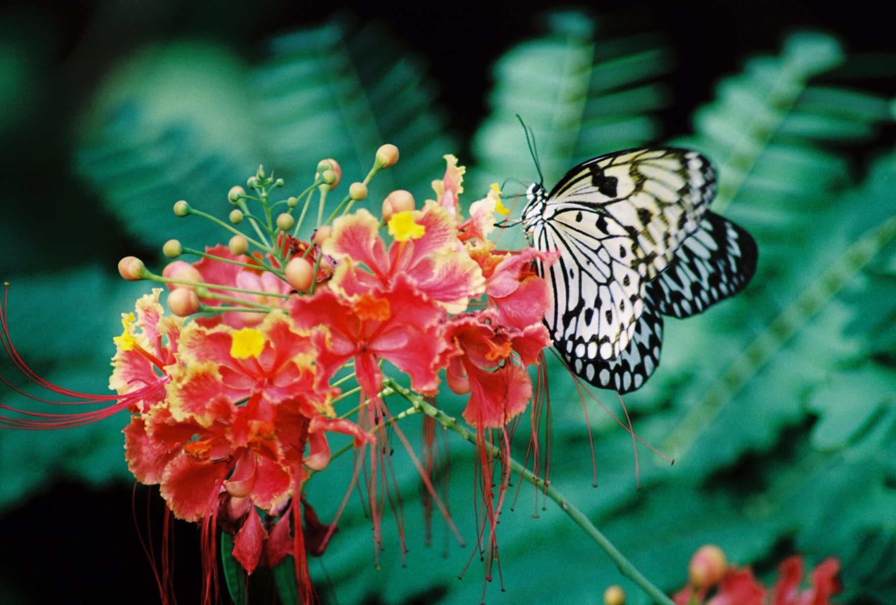 A close-up view of a butterfly perched on a bright tropical flower inside a greenhouse with soft greenery blurred in the background