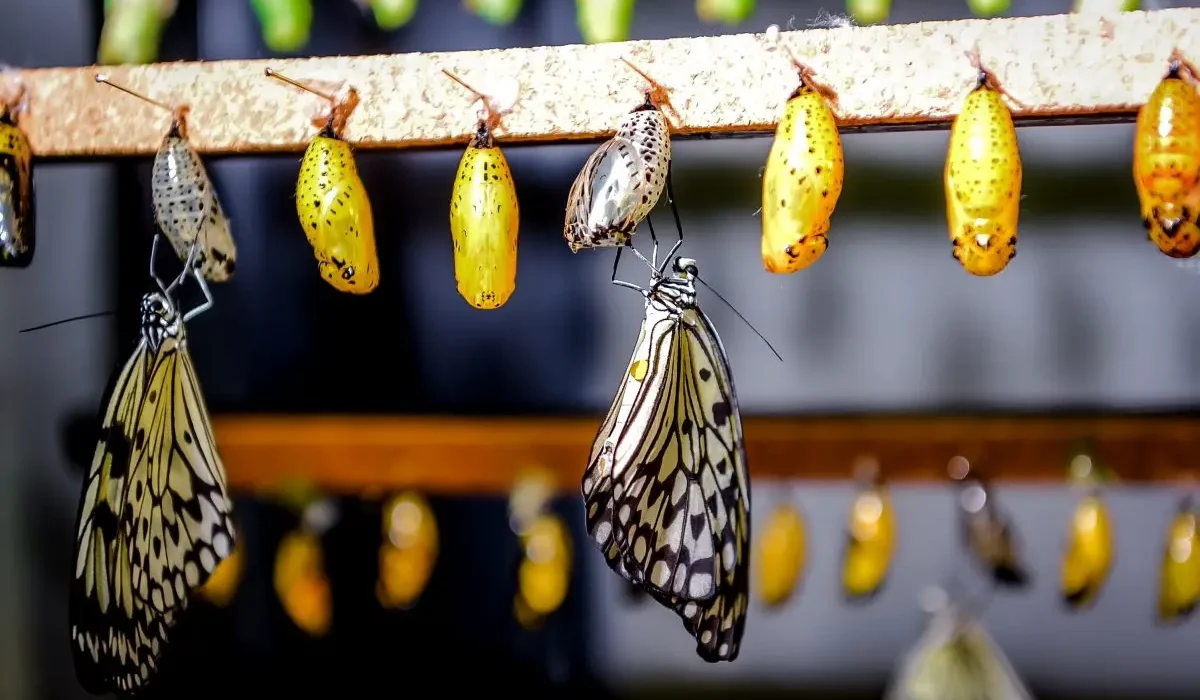 A glass enclosure inside a conservatory with rows of chrysalises hanging and a newly emerged butterfly resting nearby while its wings dry