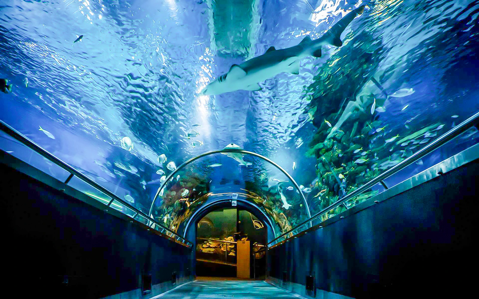 A mostly empty aquarium tunnel with blue water overhead and a few visitors walking through in the morning