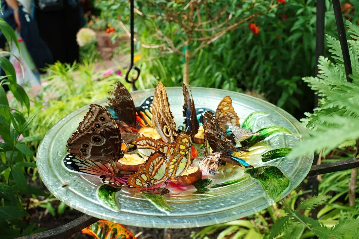 A shallow feeding tray with sliced oranges and bananas inside a butterfly conservatory as several butterflies gather nearby on the fruit