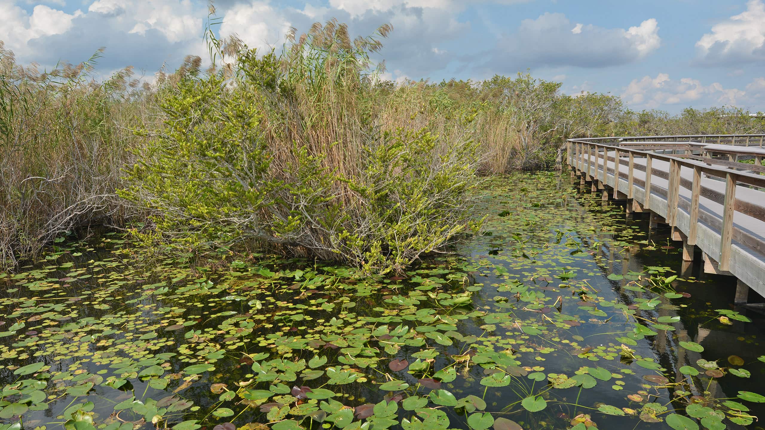 A straight, level boardwalk over marshland with railings and open views of the water and sawgrass