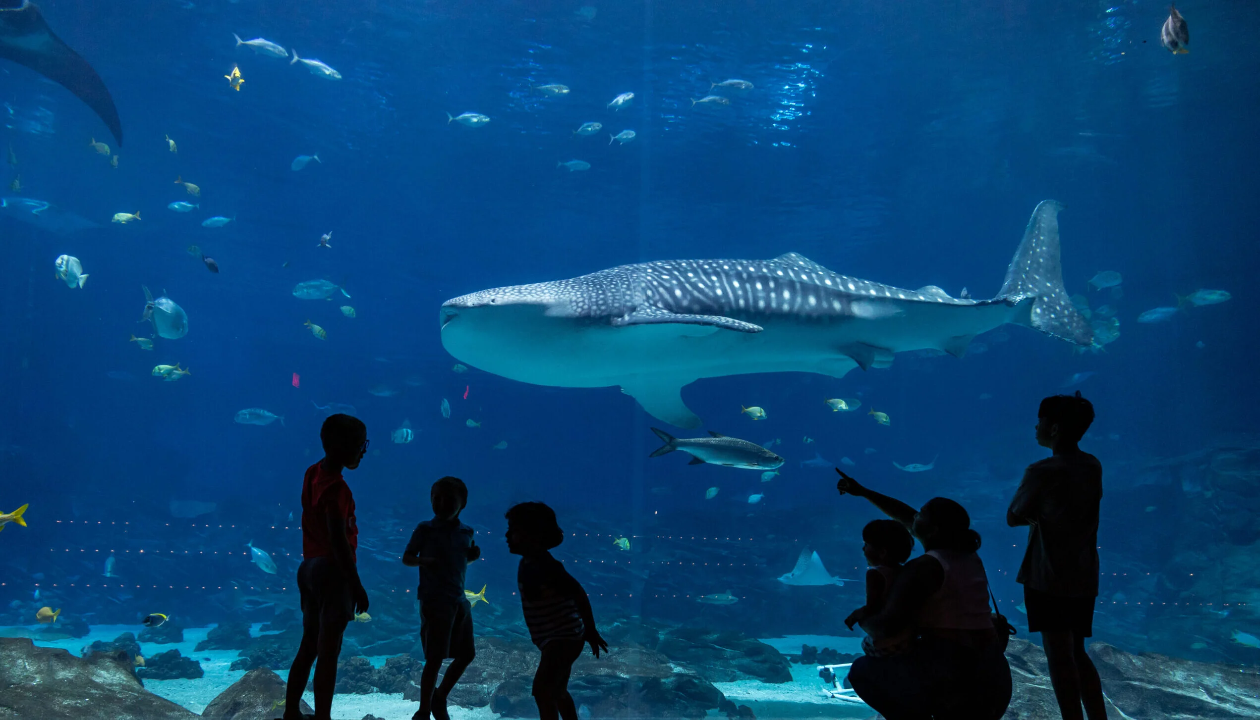 A whale shark swimming past a large viewing window as visitors watch from a dimly lit gallery